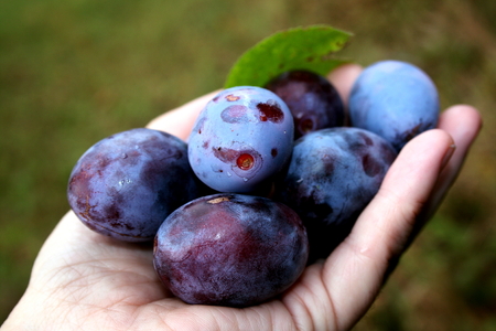 Freshly picked plums in the palm of your handの写真素材