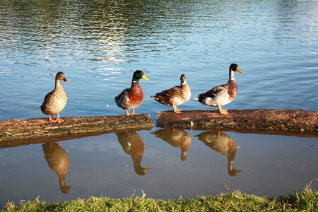 Four wild ducks standing on a log in the waterの写真素材