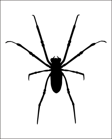 Black silhouette of a spider on a white backgroundの写真素材