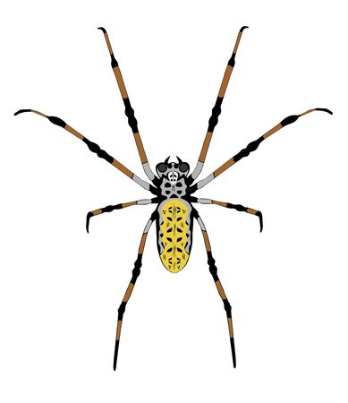 Spider isolated on white backgroundの写真素材