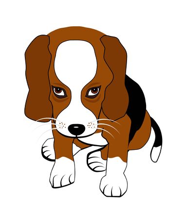 Sitting beagle puppyの写真素材