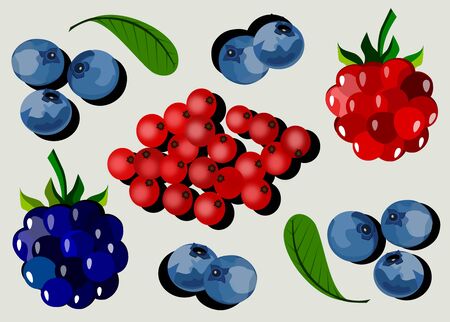 Forest berriesの写真素材