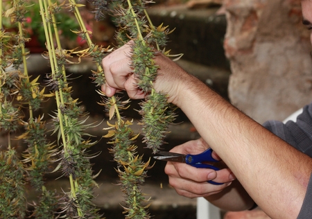 Domestic marijuana harvestの写真素材