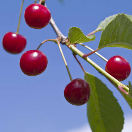 red cherries grow on tree branch in garden