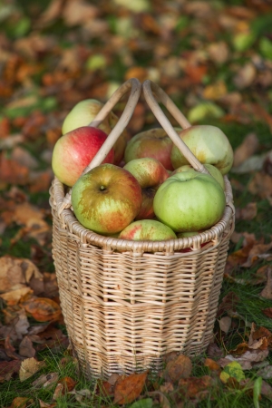  red and yellow apples in basket om autumn grass  backgroundの写真素材