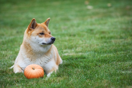 siba inu dog with pumpkin, horisontal photo with copy spaseの写真素材