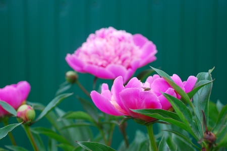 blooming pink peonies in the garden in front of a green fence の写真素材