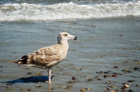 Gull on the shore of the Atlantic Oceanの写真素材