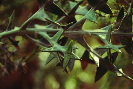 beautiful horizontal branch of succulent plants with triangular leaves の写真素材