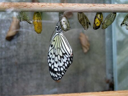 Newly born butterfly among larvasの写真素材