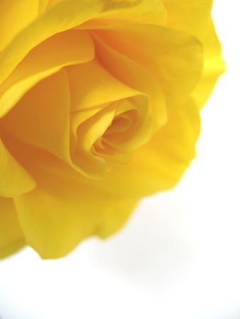 Detail of yellow roseの写真素材