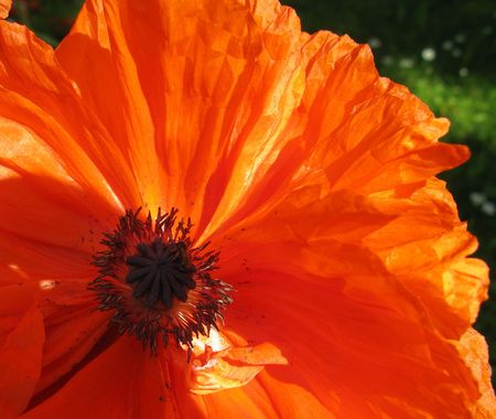 Detail of garden poppy bloomの写真素材