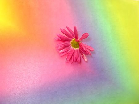 Little pink blossom on rainbow backgroundの写真素材