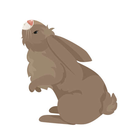 vector illustration of cartoon rabbits of different breeds. Lovely rabbits for veterinary design. Gray, red and white rabbits. Cheerful, soft, fluffyのイラスト素材