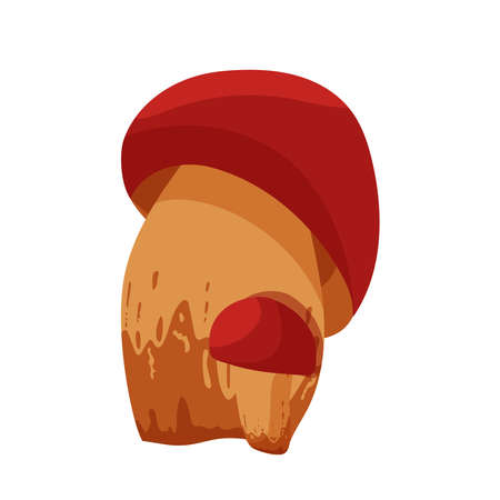 Vector illustration of a mushroom. Forest mushrooms. This tasty mushroom is useful and interesting. With a red cap and a brown legのイラスト素材