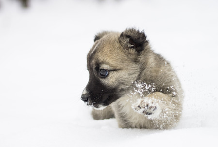 small puppy in the snowの写真素材