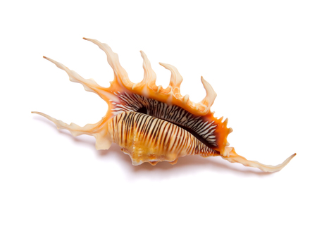 Seashell of Lambis Scorpius, the Scorpion Conch or Scorpion spider conch, view from above. Ocean...
