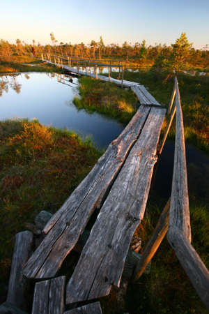 Tree Footbridge Through Swamp in Sunsetの写真素材