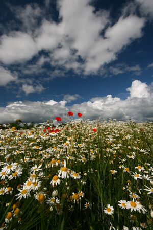 Poppies in Camomiles Field in Summer Day under Cloudy Skyの写真素材
