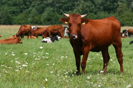 Cow Showing Tongue in the Field with Flowers and Other Cows Behindの写真素材