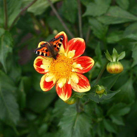 Colorful Butterfly on Dahlia Flower with Bud on Green Backgroundの写真素材