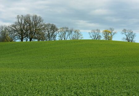 Green grass field with trees under clouds in springの写真素材