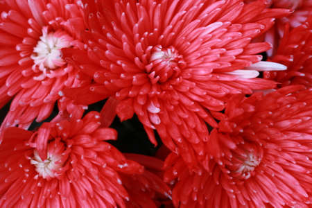 Red chrysanthemum flowers close-upの写真素材