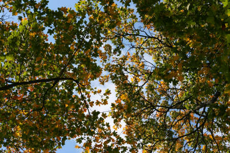 Colorful maple leaves on branches on sky backgroundの写真素材