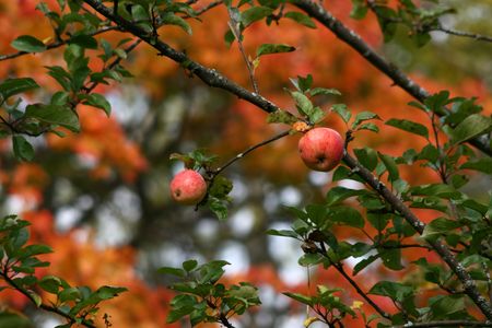 Two apples on branch with colorful autumn backgroundの写真素材