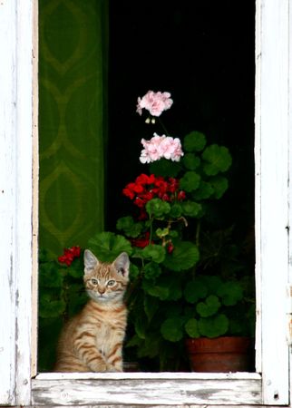 Red cat on window with geranium flowersの写真素材