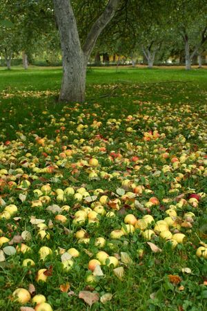 Yellow, red, and green apples under apple-treeの写真素材