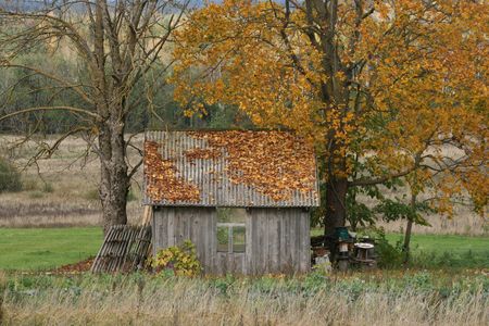 Deserted house under autumn maple treesの写真素材