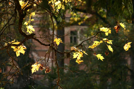 Yellow maple leaves on house backgroundの写真素材
