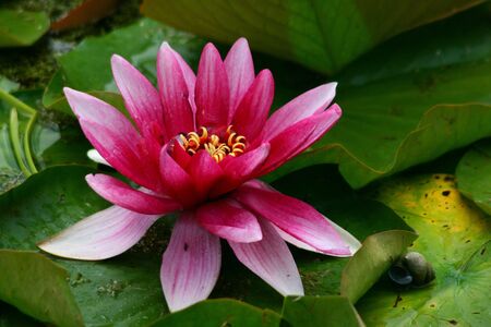 Water-lily on green leaves in pondの写真素材
