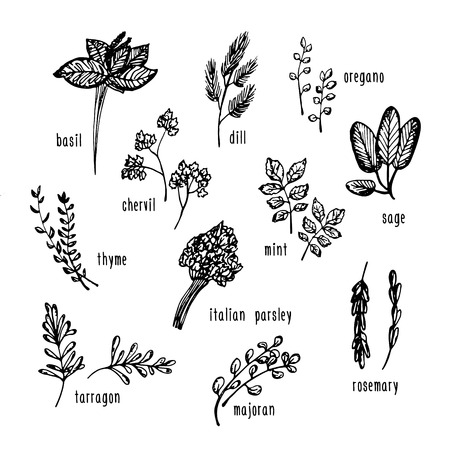 Vector hand drawn set with culinary herbs and spices. Sketch illustration for use in menu, etc.のイラスト素材