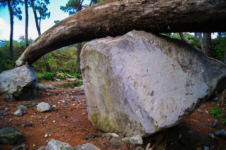 Big stone supporting fallen treeの写真素材