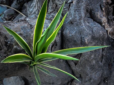 New life has bornの写真素材