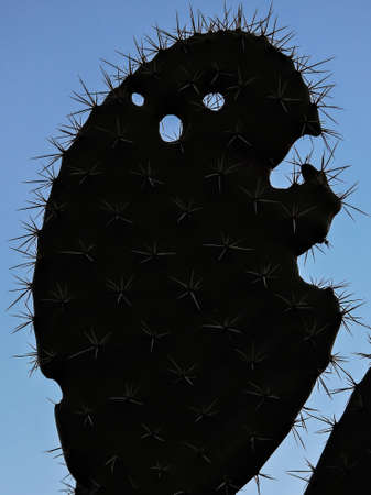 Thorns and holesの写真素材