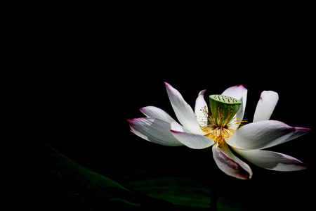 lotusの写真素材