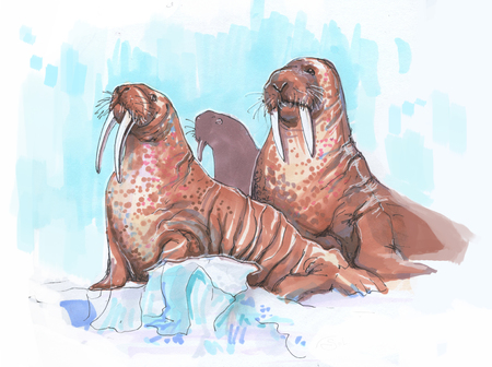 Several walrus in the Arctic on an iceberg, an ice floe. brown female and male with large tusksの写真素材