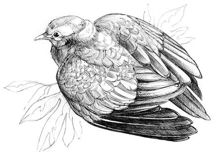 bird, pigeon, graphics, ink. The dove sits with its wings spread slightly. monochrome graphics, freehand drawing, sketch,の写真素材