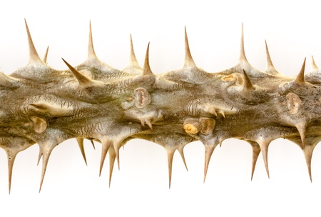 Closeup view of the stem of  Euphorbia Milii  that resembles the  Crown of Thorns  that Jesus Christ endured   Christ Plant  and  Christ Thorn  are alternative names for this plant の写真素材