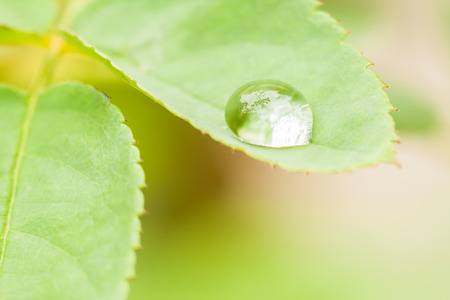 The surrounding branches and leaves seen as a reflection on a rain drop on a leaf の写真素材