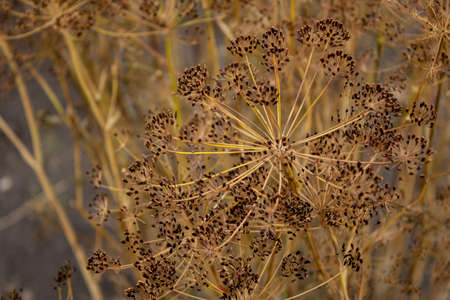 Background with dill umbrella closeup. Garden plant.