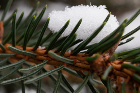 Spruce branch. Beautiful spruce branch with needles in winter. Green spruce. Spruce close-up.の写真素材