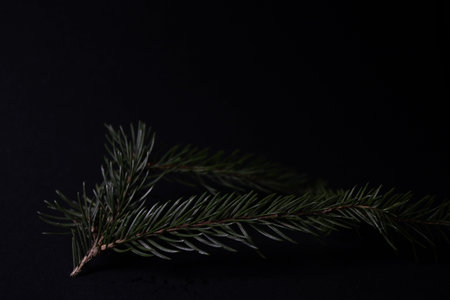 Green spruce branch on a black background close-up.
