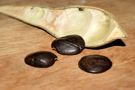 dry beans of wisteria with ripe seeds leakedの写真素材