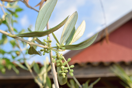 Leaves and olive shoots with bunch of budsの写真素材