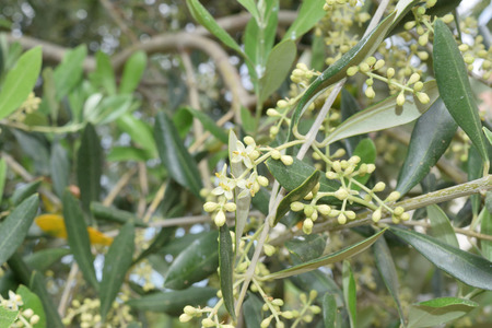 Leaves and olive shoots with bunch of budsの写真素材