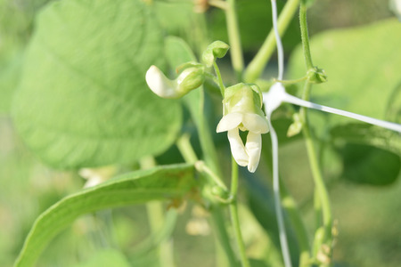 Green beans on the plant just bloomedの写真素材